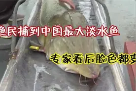 黑龙江渔民捕到中国最大淡水鱼，重达千斤，专家看后都傻眼了视频封面