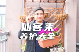 园艺师教你仙客来怎么养，这可能是关于仙客来，最全面的教程了视频封面