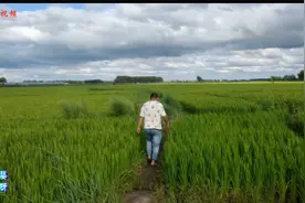 大土锅炖茄子，乡村的真滋味？农民十里看稻花，丰收在望！视频封面