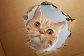 沉浸式体验小老鼠视角，猫猫好吓人呀！视频封面
