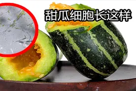 把甜瓜放大1000倍，细胞膜宏伟如同建筑，排列的那叫一个美