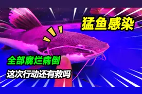 突然发现猛鱼缸的鱼都生病腐烂，大猫鲨鱼无一幸免，这次还有救吗视频封面