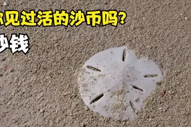 你见过活的沙币吗？一个没有黄的海胆视频封面