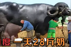印度水牛产奶王穆拉水牛，一天产28斤奶，印度大学生靠养水牛致富视频封面