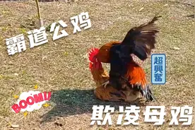 两只公鸡争奇斗艳，追逐后院的母鸡！玩得不亦乐乎