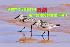 飞行速度最慢的鸟，丘鹬，走路都要一步三摇，一不留神就倒带