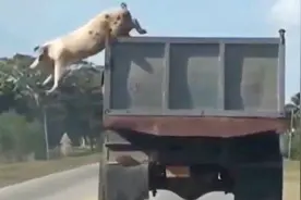 200多斤猪高速跳车，惨遭多车碾压，车主离犯罪只有一步之遥视频封面