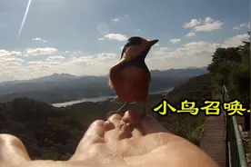 和尚会召唤术，只要一个口哨，就会有小鸟飞到指尖上！