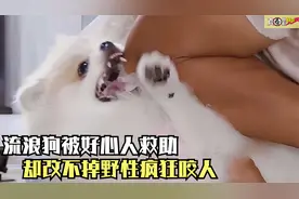 狗狗连续撕咬四任主人，被训犬师一招锁喉，夹在胳膊下方疯狂挤压