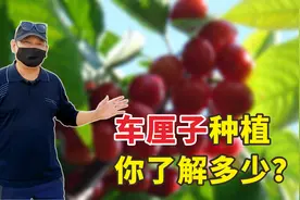 实拍江苏农村车厘子种植大棚，80一斤为何供不应求？听老板怎么说