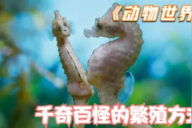 纪录片：动物的繁衍太劲爆了，频率之快，力度之大，穿透力之强也视频封面