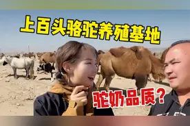 双峰骆驼散养基地啥样？新疆姑娘考察源头，自证家乡驼奶品质视频封面