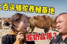 双峰骆驼散养基地啥样？新疆姑娘考察源头，自证家乡驼奶品质视频封面