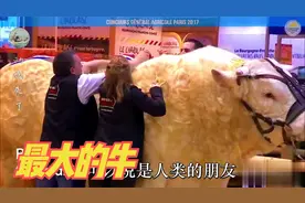 世界上最大的公牛，比黄牛重4倍，每天要吃掉78公斤的饲料视频封面