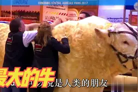 世界上最大的公牛，比黄牛重4倍，每天要吃掉78公斤的饲料视频封面