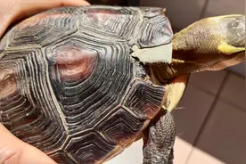 黄缘盒龟繁殖时壳被咬掉了一块，看得心疼，为繁殖后代做出的牺牲