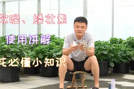 多效唑、矮壮素使用讲解。园艺技术可以学习。大是大非也要分得清视频封面