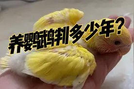 国内可以合法养的鹦鹉，缺点优点很明显，价钱便宜颜值高