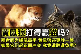 黄鼠狼和猫都是灭鼠高手，如果它们正面冲突，黄鼠狼打得赢猫吗？