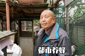 汉中大叔在城市楼顶养土蜂，30多箱1年收几百斤蜂蜜，真少见视频封面