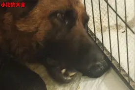 从狗肉车上救下的德牧生小狗了，却把刚生的小狗吃了，这是为啥呢视频封面