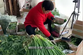 河南南阳：霜冻红根菠菜上架了，择菜太费人了，1天才发出300斤