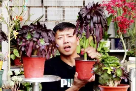多肉植物手捧花，黑法师这样操作，快速养出一棵漂亮的“手捧花”