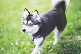 长不大的“哈士奇”你见过吗？身高仅25厘米，堪称迷你版二哈！