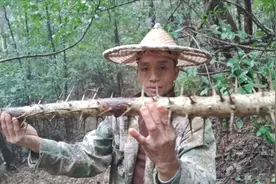 山里有一种满身是刺的树，就像一棵狼牙棒，你们见过吗？来看看吧视频封面