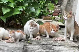 非常怕人的流浪猫忍不住饥饿，主动带上全家外出找食物，很有教养视频封面