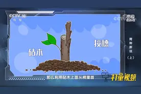 嫁接算不算一种杂交的方式？来听专家讲解其中原理|透视新科技视频封面