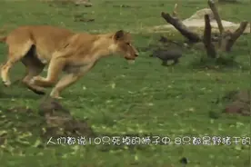 比特犬大战300斤野猪，一战一触即发，网友嘲讽：不自量力视频封面