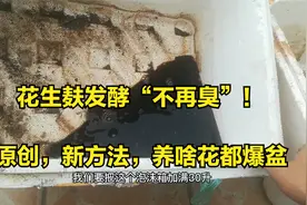 花生麸发酵“不再臭”，原创，新方法，养啥花都爆盆视频封面