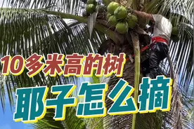 10多米高的椰子海南的猴子是怎么摘下来的？今天我看到了全过程。视频封面
