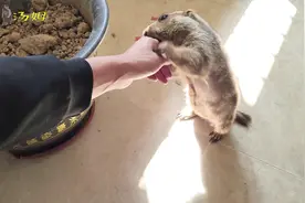 在家里放养土拨鼠还是养在笼子里好呢？铲屎官认为放养更好