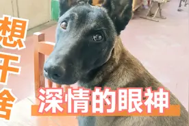 狗狗坐在主人腿上用深情的眼神看着主人，主人不解你想做什么视频封面
