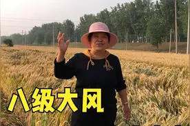 河北一场8级大风，农民9亩小麦损失过万，看保险公司能赔偿多少？视频封面
