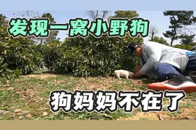 巢湖边上露营，停车场发现一窝流浪小奶狗，狗妈很可能被车撞死了视频封面