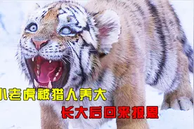 小老虎从小被猎人养大，长大后回来报恩，没想到最后却成为仇人视频封面