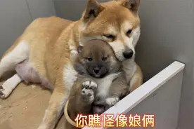 狗妈坐月子胖了五斤，小柴犬才20天竟然也快5斤重了，胖胖的柴犬