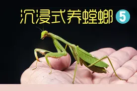 菜园子抓的螳螂当宠物，两百多天记录宝宝孵化的过程，真是太难了