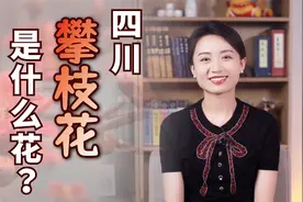 四川的攀枝花，到底是什么花？为什么要用花命名？视频封面
