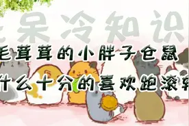 为什么仓鼠十分的喜欢跑滚轮，毛茸茸的小胖子有你所不知道的故事视频封面