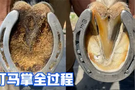 钉马掌全过程，马不仅不疼还很高兴，穿上铁鞋才能跑的更远？视频封面