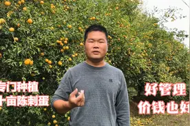 河南农村还有人专门种陈刺蛋，一片橘黄好看价钱也好，管理简单视频封面