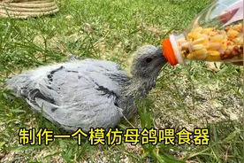 零天手养小鸽子，16天到21天成长记录视频封面
