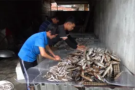 水库一天打捞上千斤小鱼，小伙拿450斤做鱼干，方法简单一学就会视频封面