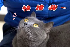 猫咪突然变得黏人，铲屎官直呼受不了！视频封面