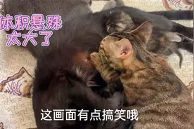 母猫终于肯接受捡来的小猫，可是这种情况小猫能吃饱吗视频封面