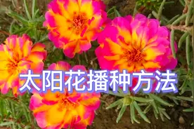 分享太阳花播种方法，这样做出芽率高、短时间就可以开出一片花海视频封面